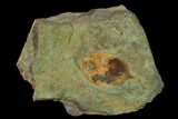 Megistaspis Trilobite With Pos/Neg - Fezouata Formation #138635-3